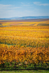 Obraz premium Panoramic view of autumn colored yellow vineyards near Flonheim, Rhine Hesse, Germany