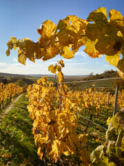 Vineyard rows with autumn colored yellow leaves in Rhine Hesse, Germany