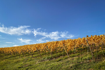 Vineyard rows with autumn colored yellow leaves in Rhine Hesse, Germany