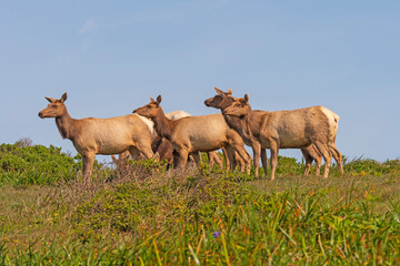 A herd of Tule Elk on the Coast