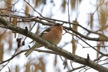 fringuello (Fringilla coelebs); maschio in abito invernale