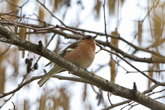 fringuello (Fringilla coelebs); maschio in abito invernale