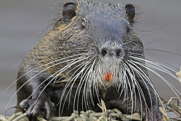 nutria (myocastor coypus) in uscita dall'acqua