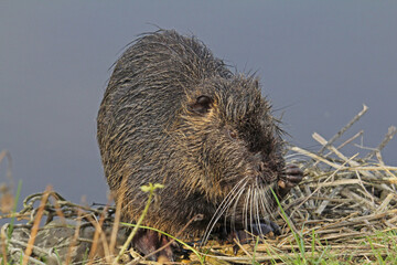 nutria (myocastor coypus); pulizia delle zampe