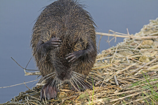nutria (myocastor coypus); una bella grattata