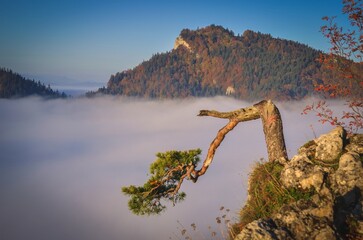 Fototapeta na wymiar Beautiful autumn landscape on top of the mountain above the clouds. Colorful morning on Sokolica mountain in Pieniny National Park, Poland.