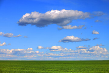 A wide field with young green grass and a picturesque blue sky with white clouds. Spring landscape. Green grass in the field