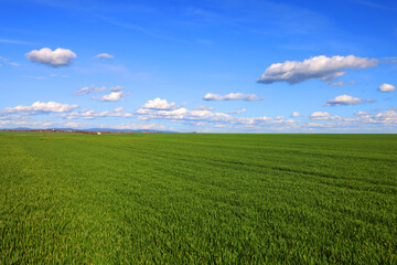 A wide field with young green grass and a picturesque blue sky with white clouds. Spring landscape. Green grass in the field