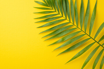 Celebrate the summer season with this vibrant top view flat lay photo featuring lush green palm leaves on a sunny yellow background