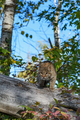 Bobcat (Lynx rufus) Prepares to Jump Off Side of Log Autumn