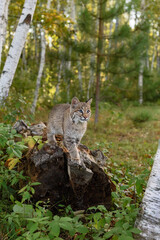 Bobcat (Lynx rufus) Stands on End of Log One Paw Forward Autumn