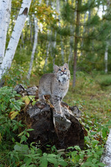 Bobcat (Lynx rufus) Looks Up Into Sky on End of Log Autumn