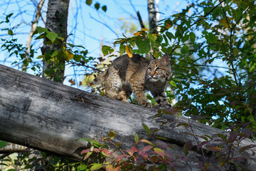 Bobcat (Lynx rufus) Turns to Left While Walking Right Down Log Autumn