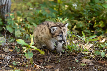 Cougar Kitten (Puma concolor) Tentatively Moves Along Ground Autumn