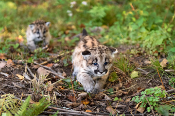 Cougar Kittens (Puma concolor) Creep Along Ground Autumn