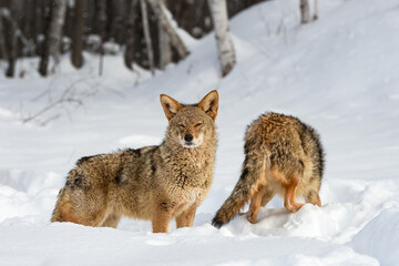 Fototapeta premium Coyotes (Canis latrans) Stand in Snow One Walking Away Second Eyes Narrowed Winter