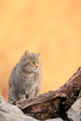 Euopean wildcat - felis silvestris silvestris - Gato montés europeo