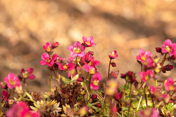 Little pink flowers on the ground in the garden
