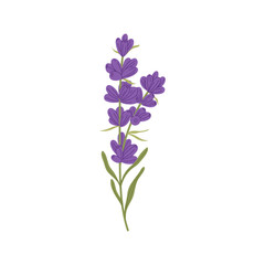 Fototapeta na wymiar Lavender floral botanical flower with green leaves. Vector hand drawing wildflower, lavander lilac bloom. Aromatic lavandula culinary herb