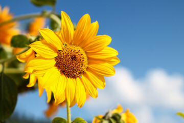 Alberta Summer Sunflowers And Sky