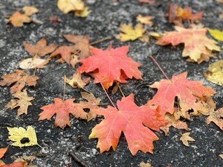 Fall leaves on a large rock