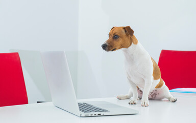 portrait of jack russell terrier on office desk