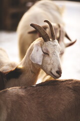 Dairy goats on a small farm in Ontario, Canada. Farming and agriculture in North America.