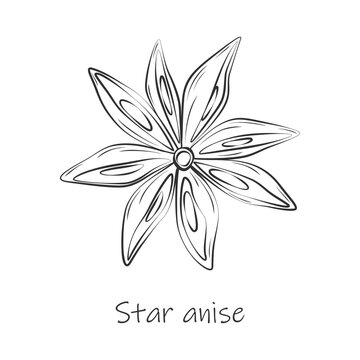 Outline drawing of an anise star with lettering. Spicy spice for coffee or mulled wine. Sticker. EPS