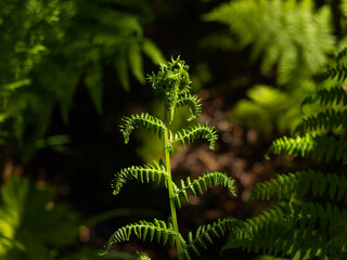 fern fronds in forest sprouting 