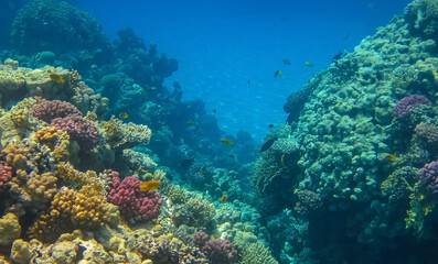 Naklejka na ściany i meble Beautiful tropical coral reef with shoal of different coral fish. Wonderful underwater world with corals, tropical fish