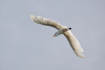 A low angle view of a great white egret flying overhead in a blue sky. 