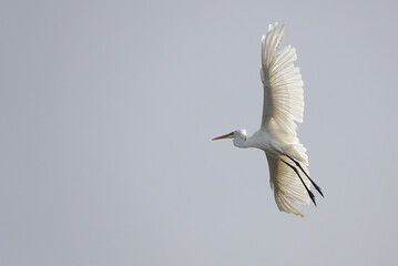 A low angle view of a great white egret in flight. 