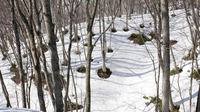 春の北海道の早朝、森の木々の根元から丸く雪がとけてきている。