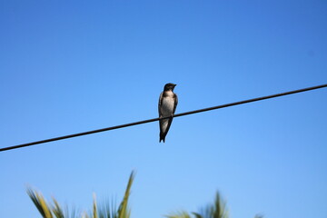 Golondrina posado en una cable de luz, con el cielo azul de fondo