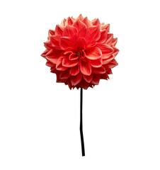 red dahlia flower isolated on white