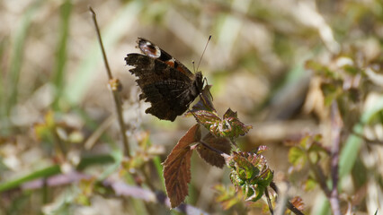 insecte, nature, papillon, animal, fleur, plante, été