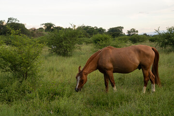 View of a brown horse grazing in the green meadow at sunset.	