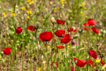 Fototapeta na wymiar Spring wildflowers are red poppies. Abstract texture background. Green floral nature background.