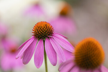 Close-up view at a coneflower (echinacea) with pink petals in full bloom with others in the blurred foreground and background