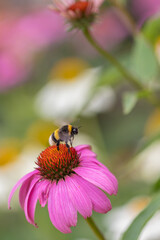 A bumblebee (bombus) flying away from a coneflower (echinacea) with pink petals after harvesting pollen