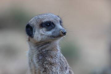 Portrait of an aware suricate in front of a blurred background