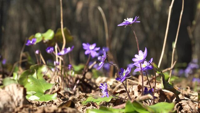 The first spring flowers - blooming kidneywort (Latin: Anemone hepatica) tend towards the sun. Little blue blossoms close-up in wild nature on a sunny day. Shallow depth of field view.