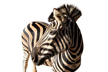 Fototapeta na wymiar A black and white zebra turns its head to the right. Zebra animal portrait without background. Zebra PNG