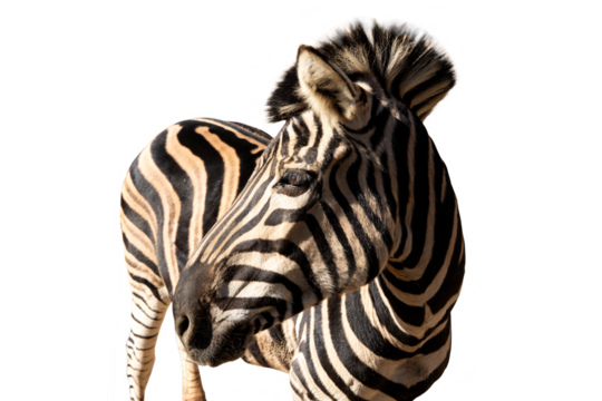 A black and white zebra turns its head to the right. Zebra animal portrait without background. Zebra PNG