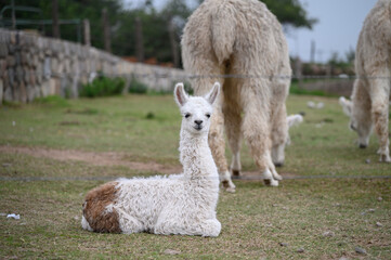 Obraz premium llama on the grass