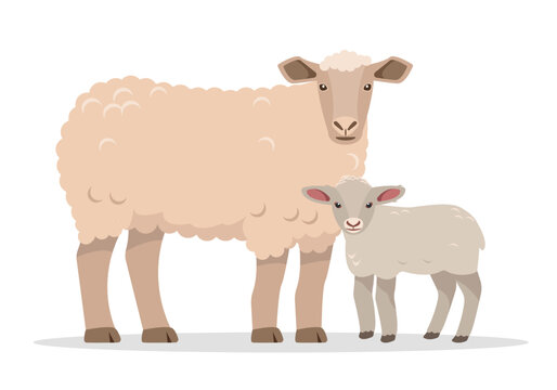 Family of sheeps. Farm animals. Sheep and baby lamb icons. Wool and meat production. Vector flat or cartoon illustration isolated on white background.