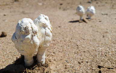 A pair of Desert Shaggy Mane Fungus or Podaxi pistillaris mushrooms sticking out of rough soil after rain; close up