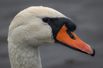 close up of a mute swan