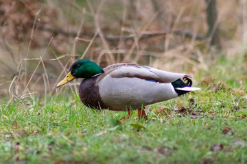 duck in the grass