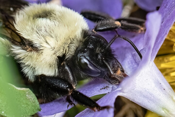 Macro of a Queen Bombus impatiens bumble bee having her first drink of nectar after waking up from...